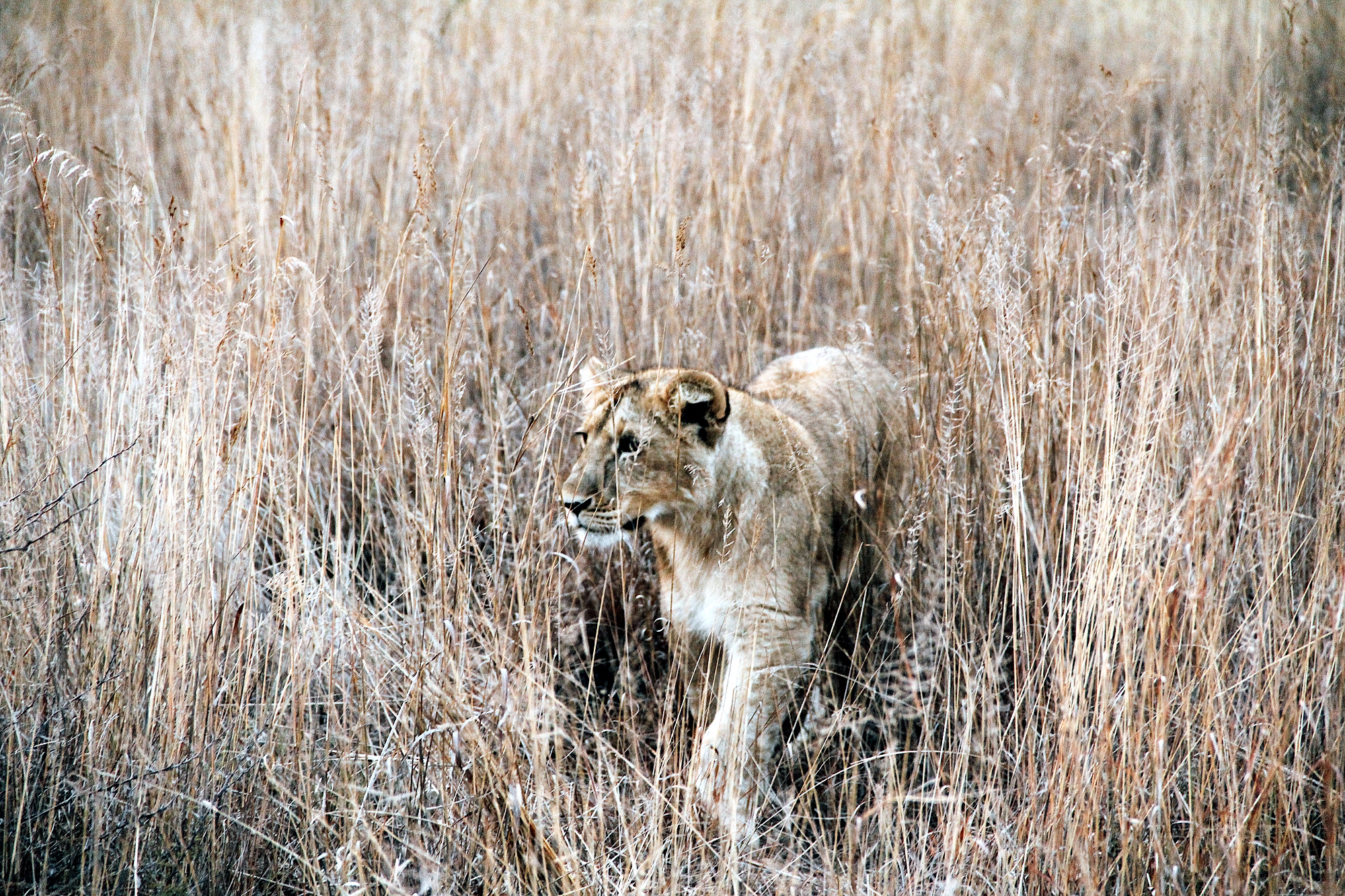 Networking and Collaboration: What We Can Learn from Zimbabwe’s Anti-Poaching Movement