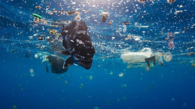 BBC Targets Environmental Impacts of Plastics, Textiles in New Documentaries