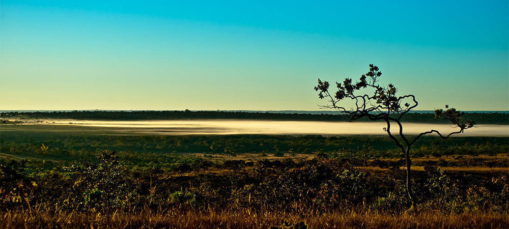 Sourcing Soy: The Role of the Private Sector in the Fate of the Brazilian Cerrado