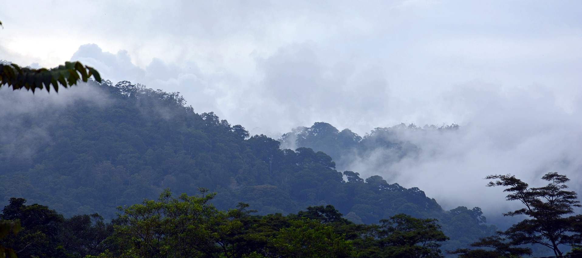 Canopy Sheds Light on Link Between Fashion, Rainforests in New Short Film