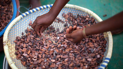A Win for Cocoa Farmers and Forests: Ghana Grants First-Time Ownership of Timber Trees
