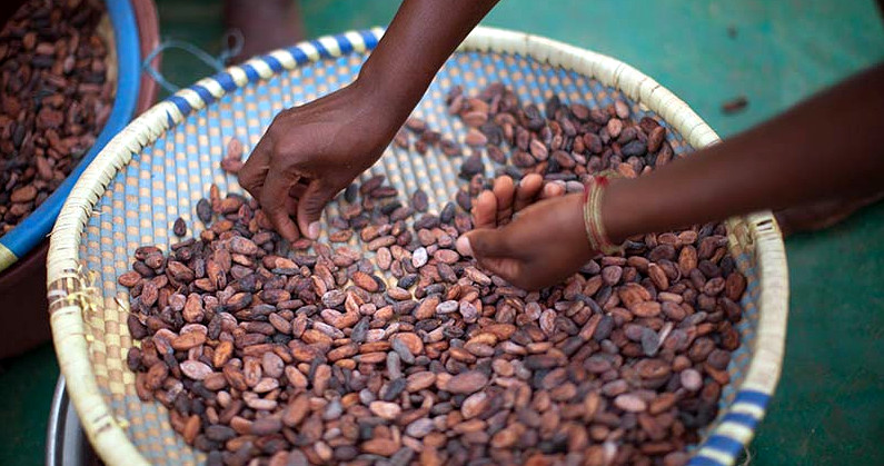 A Win for Cocoa Farmers and Forests: Ghana Grants First-Time Ownership of Timber Trees