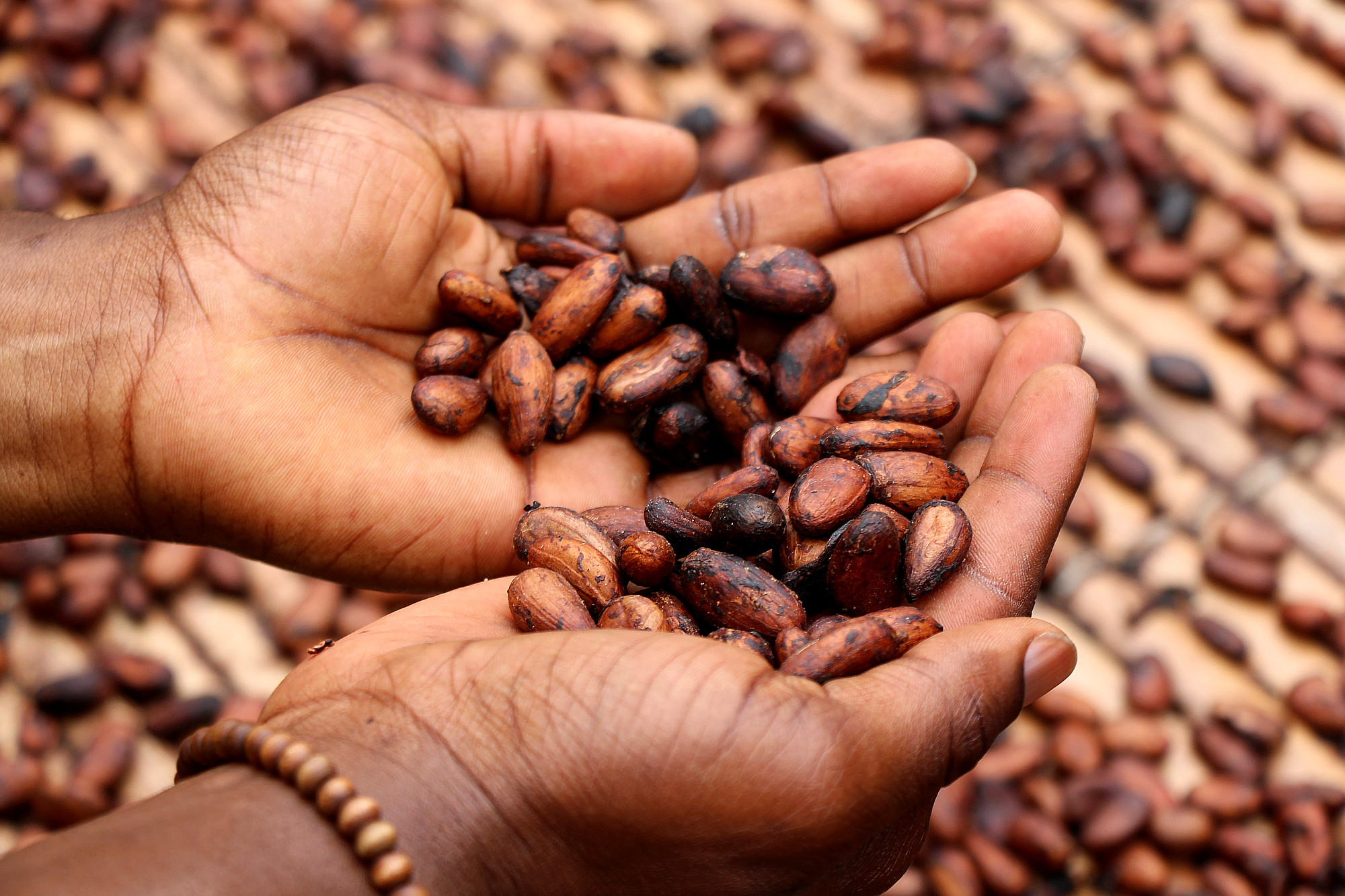 Hershey Using ‘Cocoa for Good,’ Investing $500M to Support Farming Communities