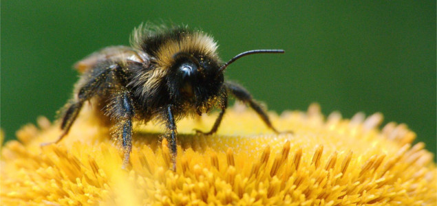 Report: Pollinator Decline Threatening Supply Chains, Especially Cocoa