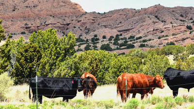 Q&A: A Cattle Rancher Shares Her Beef with Food Labeling