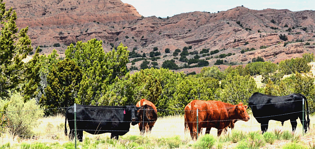 Q&A: A Cattle Rancher Shares Her Beef with Food Labeling