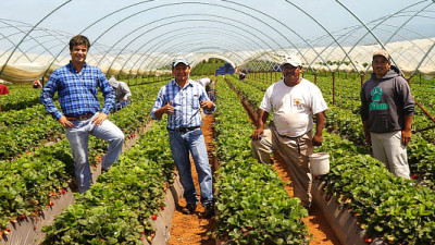 How Driscoll's Is Creating Shared Value in Berry Supply Chains