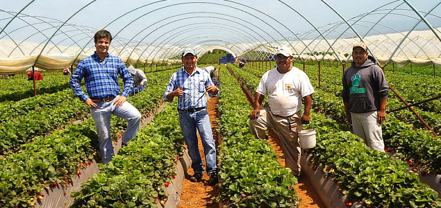 How Driscoll's Is Creating Shared Value in Berry Supply Chains