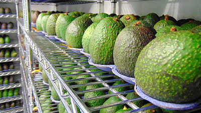 Trending: ¡Yappah!, Apeel Avocados, Taylor Farms Continue Food Waste Fight