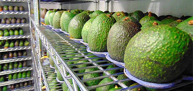 Trending: ¡Yappah!, Apeel Avocados, Taylor Farms Continue Food Waste Fight