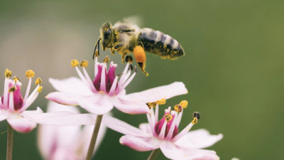 How Brands Can Bee of Help in Protecting Pollinators