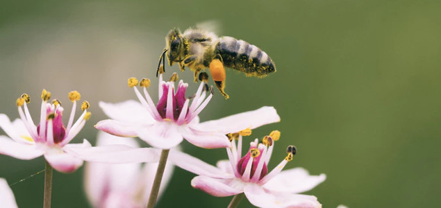 How Brands Can Bee of Help in Protecting Pollinators