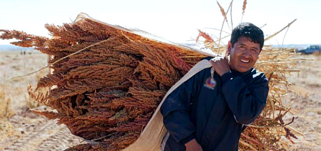 Creating Business Alliances Around Bolivian Quinoa