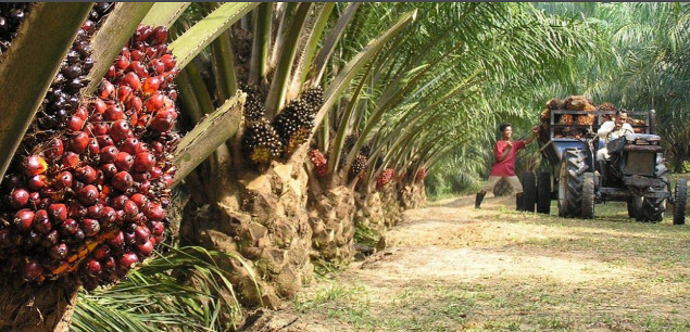 Global Investors Urge RSPO for Stronger Standards