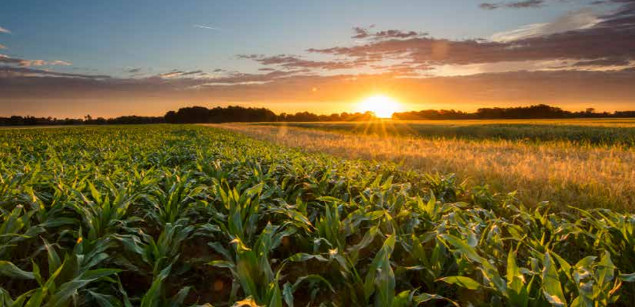 Tips from Dr. Bronner’s, Sun World, Wrangler on Advancing Regenerative Ag Supply Chains