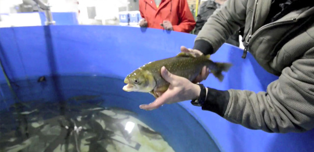 How a Celebrity Chef Learned to Love Farmed and Frozen Fish