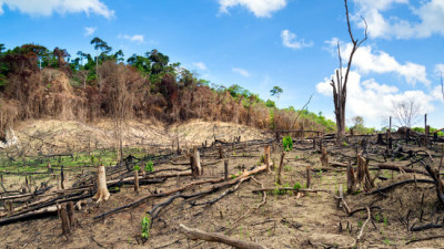 APP: With Holistic Forest Management, We Can Halt the Sixth Great Extinction