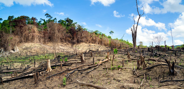 APP: With Holistic Forest Management, We Can Halt the Sixth Great Extinction