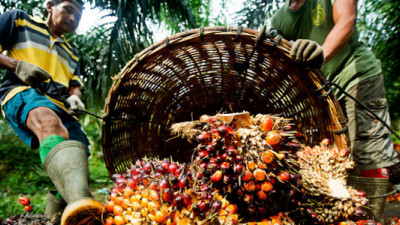 New Reporting Guidelines Aiming to Shed Further Light on Palm Oil Industry