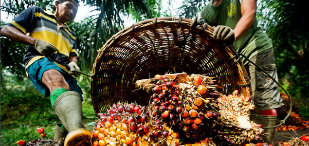 New Reporting Guidelines Aiming to Shed Further Light on Palm Oil Industry