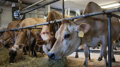 BBFAW: US Food Companies Continue Making Gains in Farm Animal Welfare