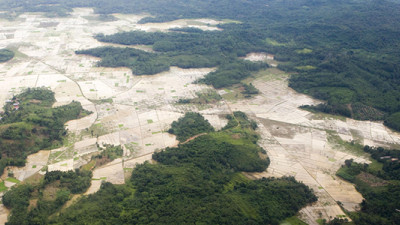 Investors Worth $615.7B Urge Latin America to Make Good on Zero-Deforestation Commitments