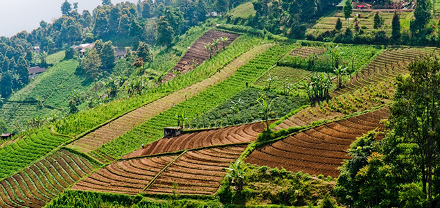 New SALSA Platform to Promote Sustainability in Agri-Business Across SE Asia