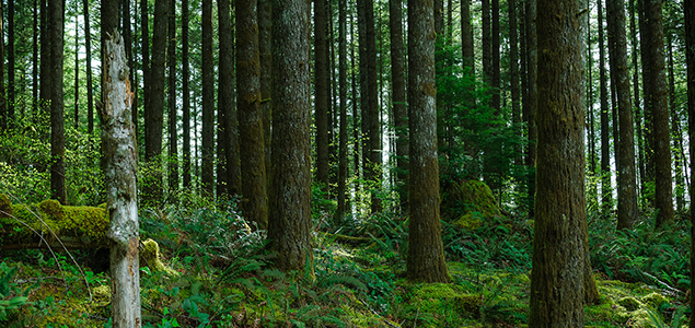 New Tool Aims to Assess Landscape-Level Forest Sustainability