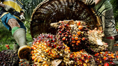 IOI Pledges to Clean Up Supply Chain One Year after RSPO Suspension