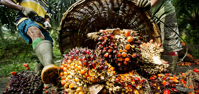 IOI Pledges to Clean Up Supply Chain One Year after RSPO Suspension