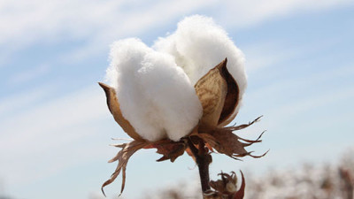 Cotton 2040 Coalition Makes Case for Taking Sustainable Cotton Mainstream