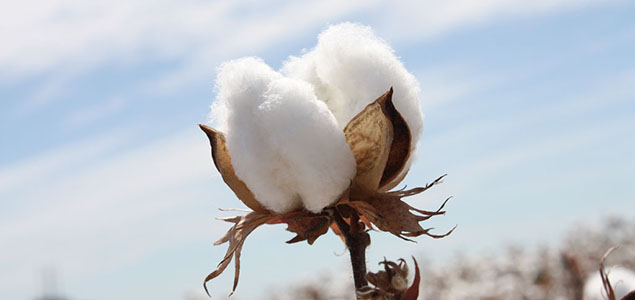 Cotton 2040 Coalition Makes Case for Taking Sustainable Cotton Mainstream