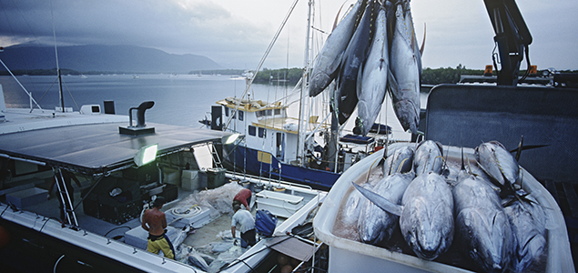 50 Major Companies Band Together to Stomp Out Illegal Tuna, Forced Labor