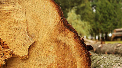 Finally, Real Action from Big Banks on Deforestation
