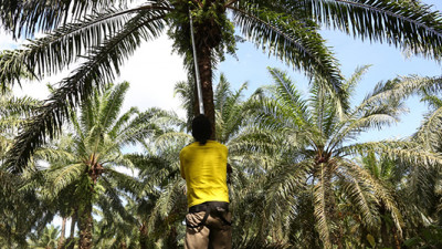 How Cargill, Solidaridad Are Cultivating a Sustainable Palm Oil Industry in Colombia