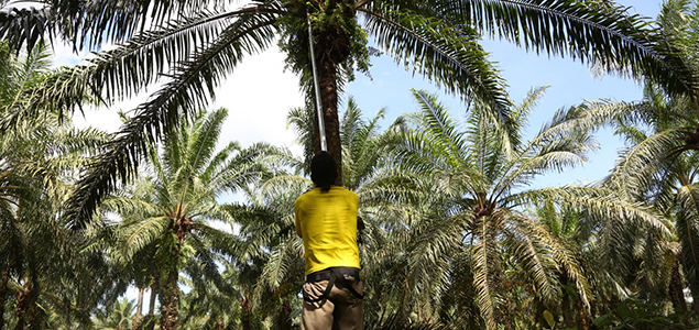 How Cargill, Solidaridad Are Cultivating a Sustainable Palm Oil Industry in Colombia