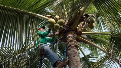 BASF, Cargill, P&G, GIZ Team Up to Transform Coconut Oil Supply Chain