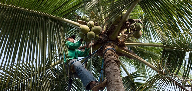 BASF, Cargill, P&G, GIZ Team Up to Transform Coconut Oil Supply Chain