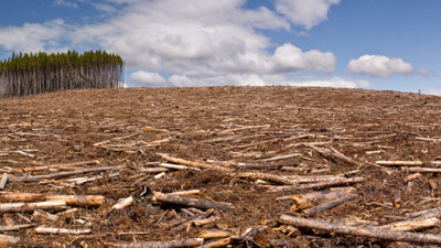 Halting Deforestation: Three Essential Things Your Business Can Do