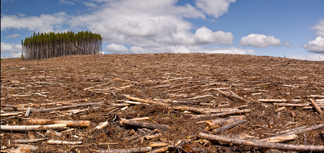 Halting Deforestation: Three Essential Things Your Business Can Do