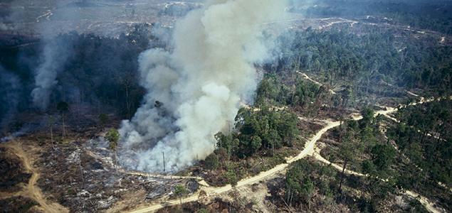 Shareholders Increasingly Placing Pressure on Companies to Address Deforestation