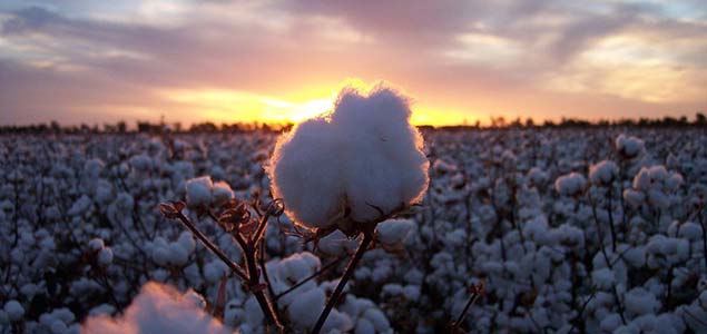 Wrangler Joins Field to Market to Accelerate US Sustainable Cotton