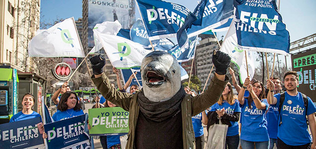 In Chile, a Dolphin Is Running for President to Highlight Need for Strong Climate Leadership