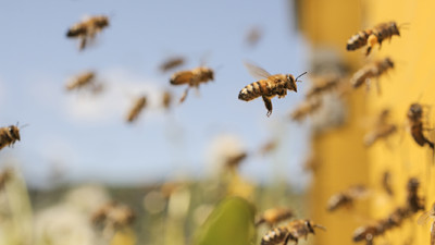 How Companies Brought Attention to the Pollinator Decline