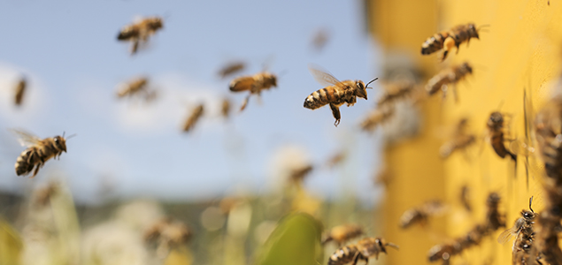 How Companies Brought Attention to the Pollinator Decline