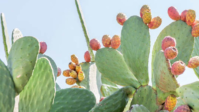 Trending: Cyborg Bugs, Prickly Pears Poised to Be Next Big Things in Renewables