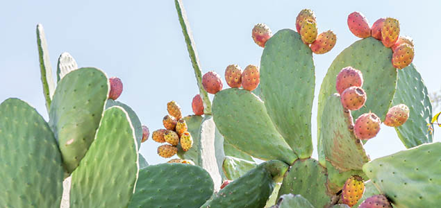 Trending: Cyborg Bugs, Prickly Pears Poised to Be Next Big Things in Renewables