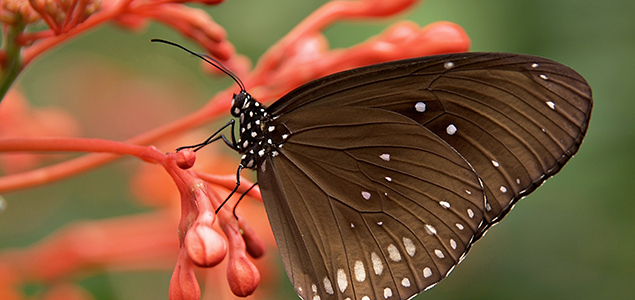 Biomimicry = Return on Inspiration