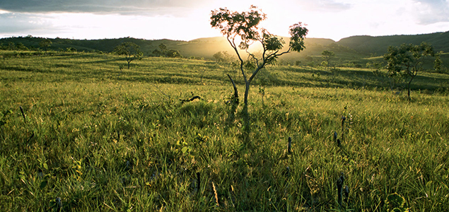 23 Companies Sign Manifesto to Halt Destruction of Brazilian Cerrado