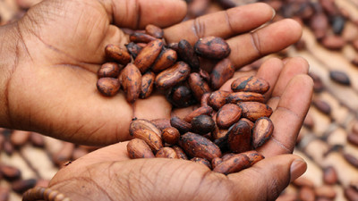 Cocoa Industry, Governments Unveil Frameworks for Action on Deforestation